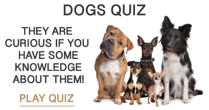 Quiz about dogs!