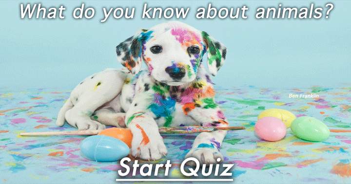 Banner for Quiz about animals.