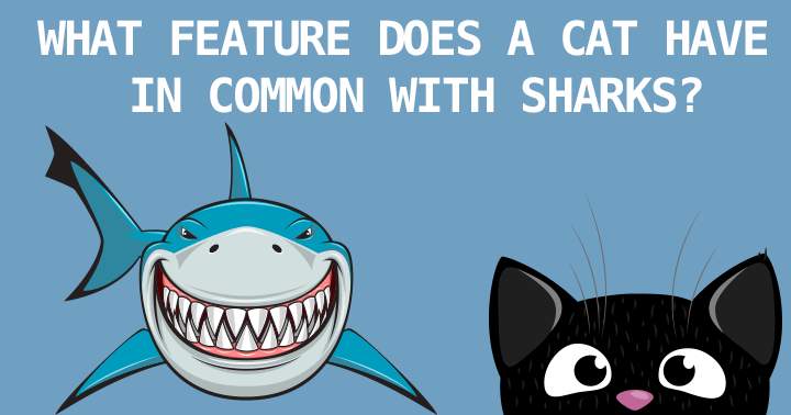 Banner for Quiz on Animals