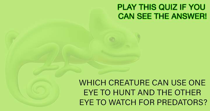 Banner for Quiz about animals