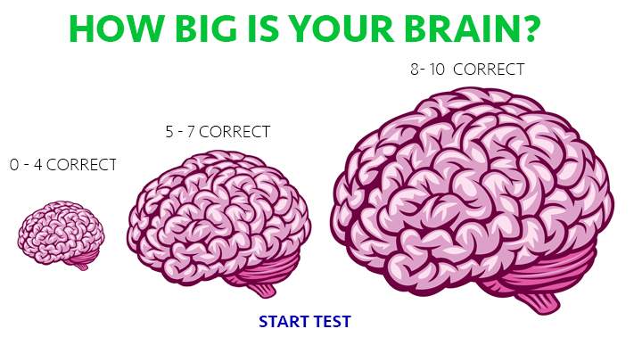 What is the size of your brain?