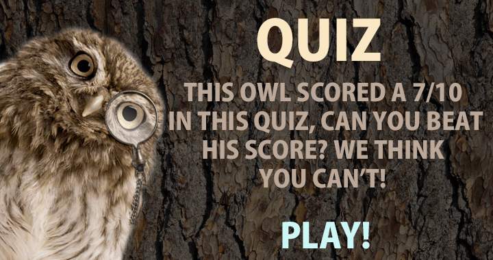 Can you beat this genius owl?